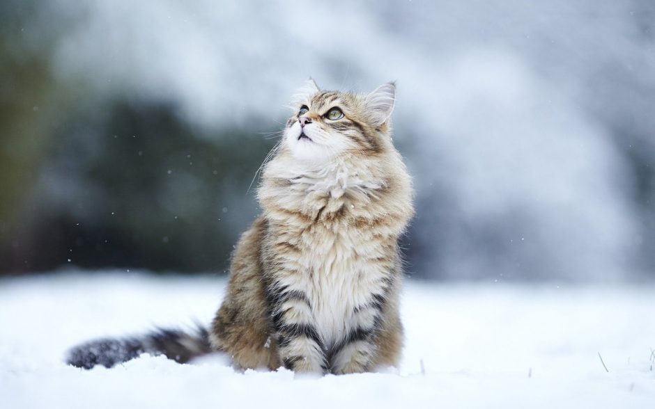 wallpaper et fond d'écran beau chat neige beautiful cat snow kitten animals animaux nature mignon cute chapeau hat félin feline photo photographie photography téléphone phone