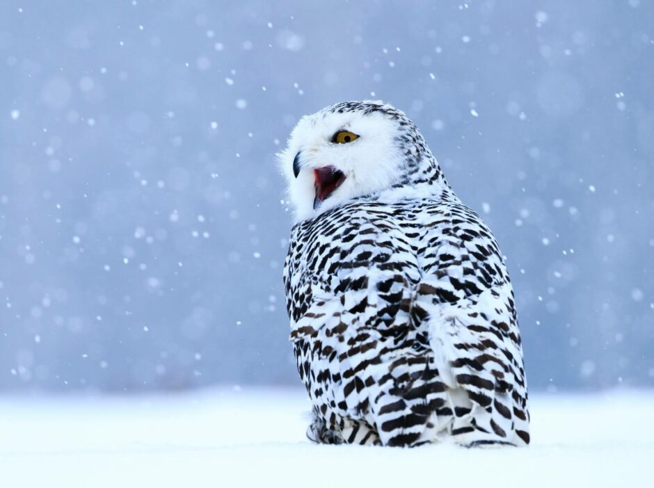 wallpaper et fond d"écran hibou neige owl snow hiver winter nature oiseau bird animals animaux beau beautiful chouette photo photographie photography picture