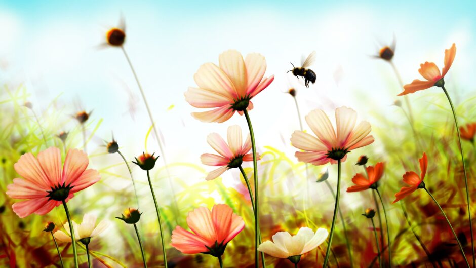 wallpaper et fond écran fleurs flowers printemps spring nature macro fleuri saison picture photo photographie photography jardin champ en fleurs field