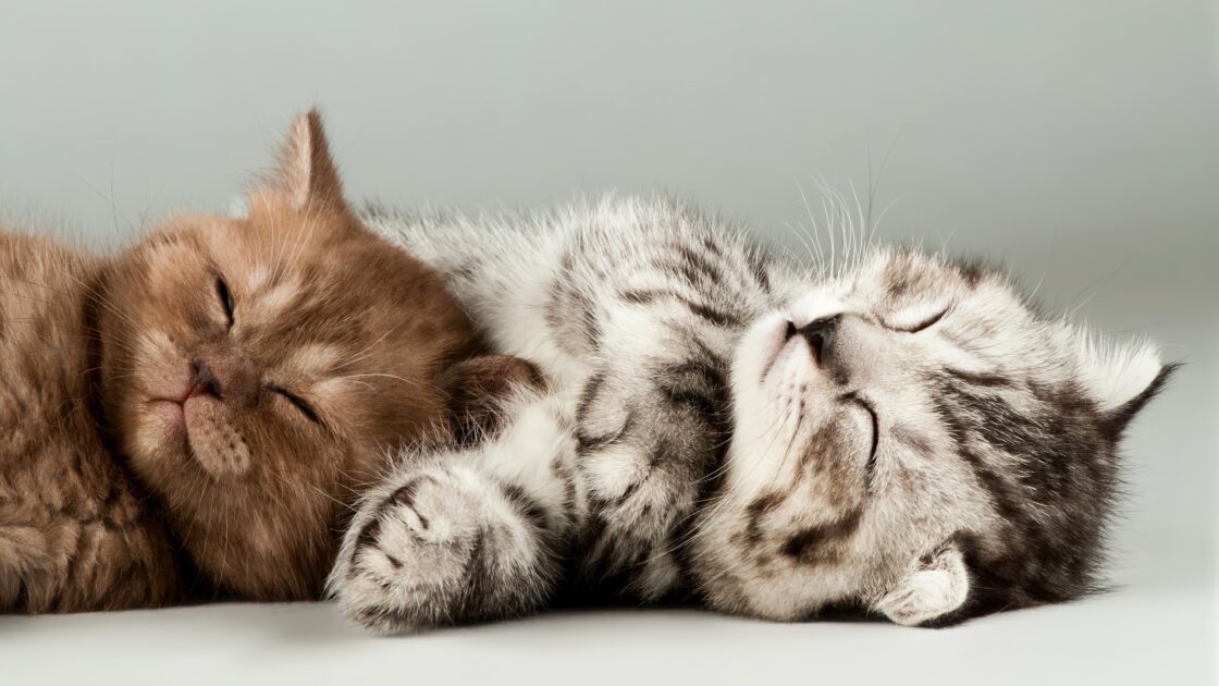 wallpaper et fond d'écran chatons sommeil sleep kittens cat chat mignon cute kitties repos resting dormir animals animaux domestiques félin feline photo photographie photography