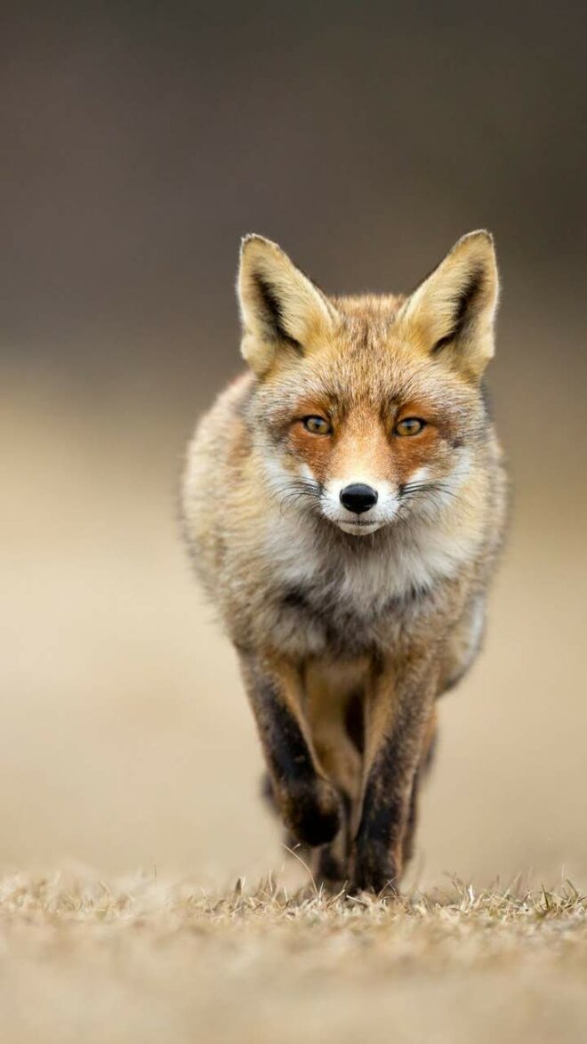 wallpaper et fond écran renard beau beautiful fox animals animaux foxes magnifique nature portrait sauvage image picture photo photographie photography