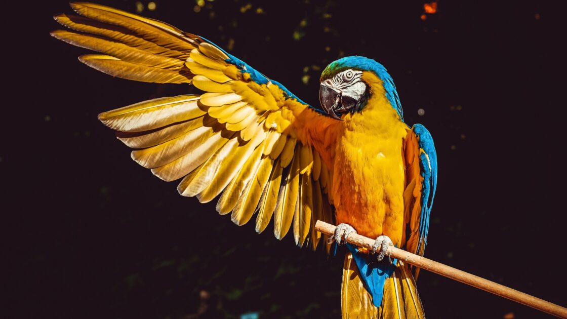 wallpaper et fond écran perroquets birds parrots oiseaux beau beautiful magnifique couleurs colors animals animaux mignon cute couple perroquet picture image photo photographie photography nature