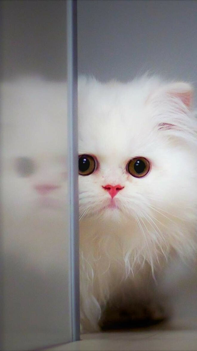 wallpaper et fond écran chaton kitten cat chat kitty félin feline chaton blanc caché white hidden mignon cute animals animaux beau beautiful picture photo photographie photography