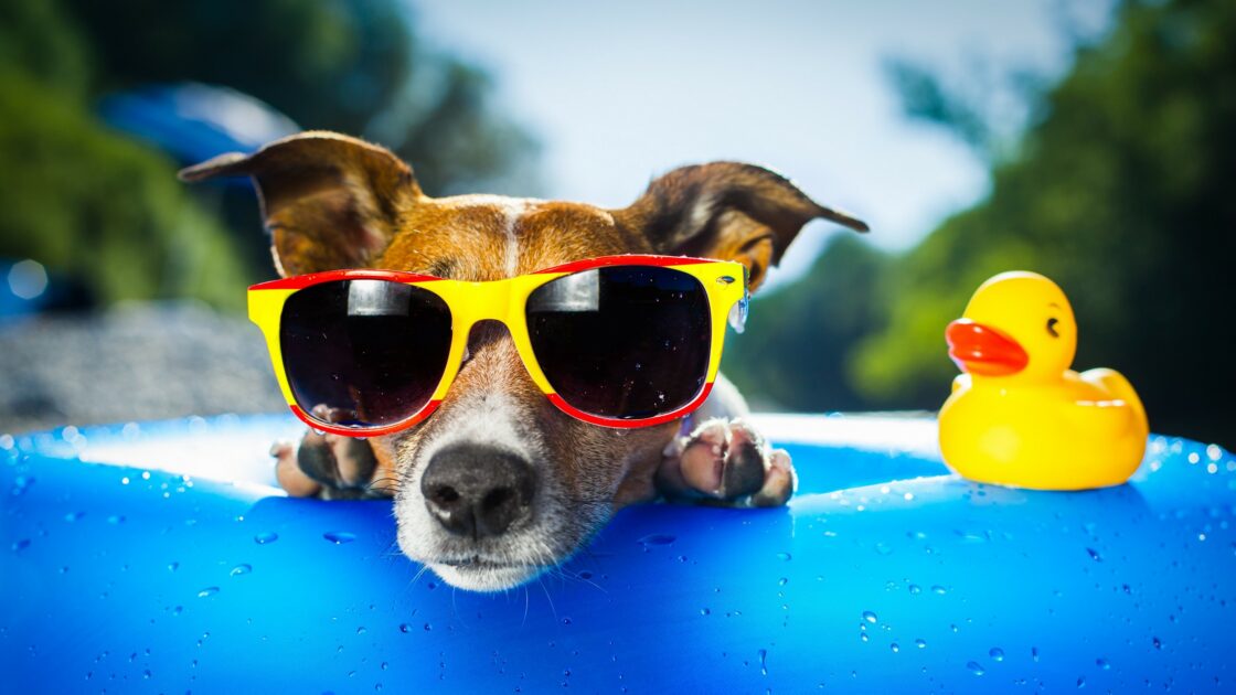 wallpaper et fond d'écran chien dog Jack Russel race funny drôle humour humor amusant été summer animals animaux lunettes glasses piscine canard photo picture photographie photography