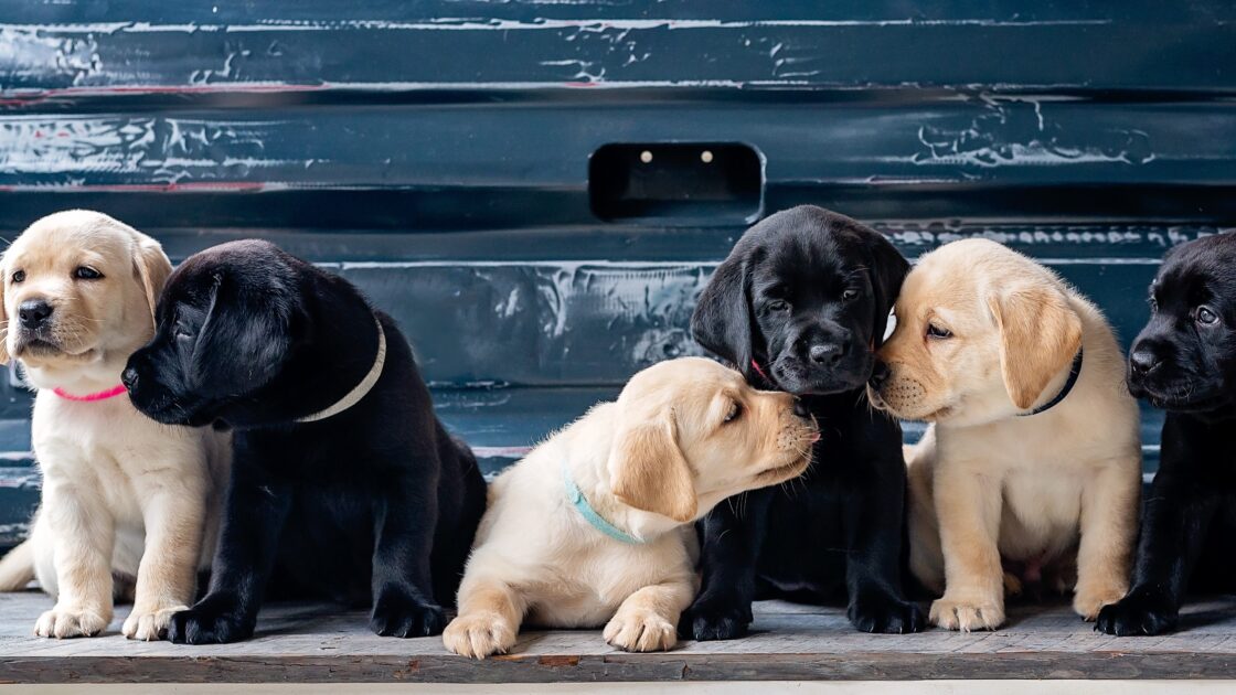 wallpaper et fond d'écran chiots puppies chiens dogs puppy mignon cute animals animaux beau beautiful labrador race portrait photo picture photographie photography