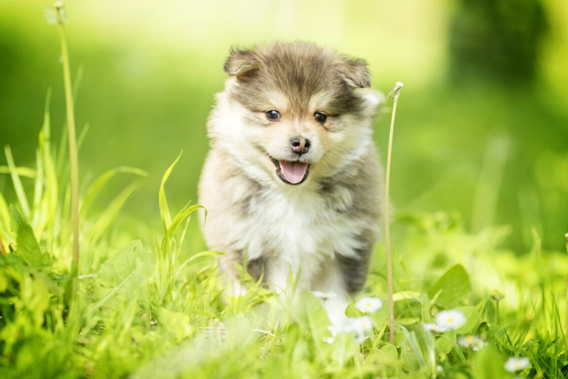 wallpaper et fond d'écran chien dog chiot puppy animals animaux mignon cute beau beautiful nature picture photo photographie photography