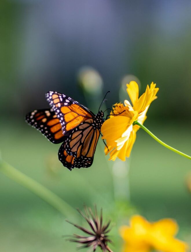 wallpaper et fond écran papillons fleurs butterfly butterflies fleuri nature macro voler insecte beau beautiful printemps spring magnifique animals animaux picture photo photographie photography
