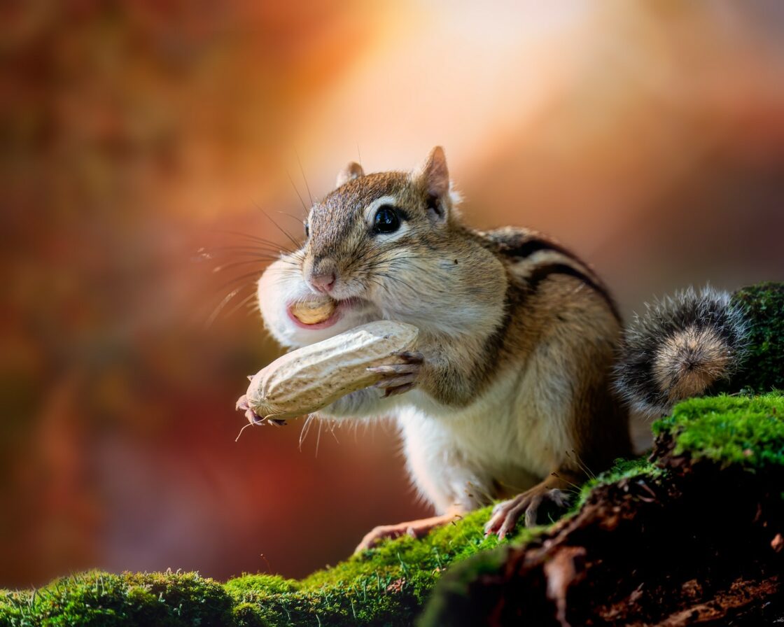 wallpaper et fond écran bel écureuil nice squirrel beau beautiful manger animals animaux drôle amusant mignon cute nature portrait picture photo photographie photography