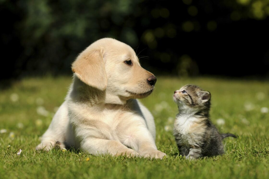 wallpaper et fond écran chiot puppy dog chien chaton kitten kitties chat cat mignon cute beau beautiful nature animals de compagnie animaux picture photo photographie photography