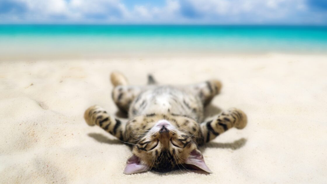 wallpaper et fond écran chat bronze bronzer cat tanning humour humor été summer plage beach drôle funny amusant animals animaux kitten chaton photo picture photographie photography