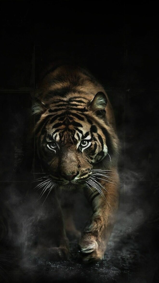 wallpaper et fond d'écran beau tigre graphique beautiful tiger félin feline animals animaux portrait fauve graphic picture photo photographie photography