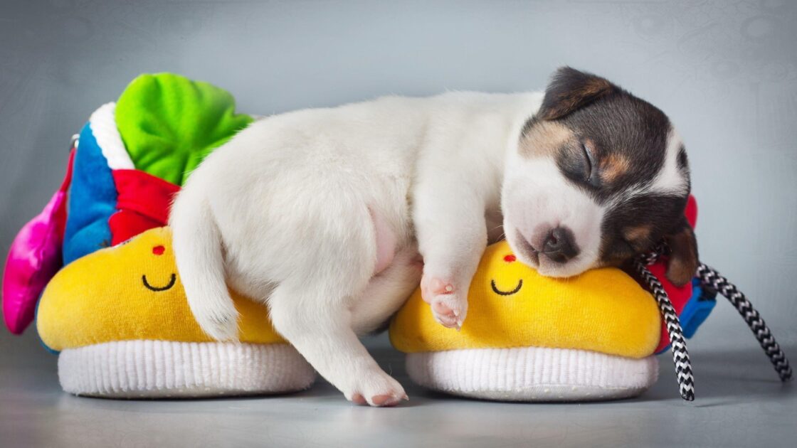 wallpaper et fond d'écran chien chat dog cat chiot puppy kitten chaton sommeil sleeping sleep blog blogging chaussons mignon cute animals animaux beau beautiful picture photo repos dormir photographie photography