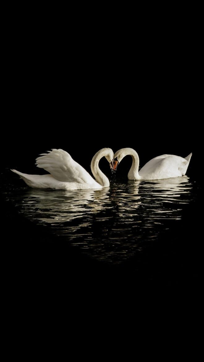 wallpaper et fond d'écran beaux cygnes beautiful swans oiseaux birds animals animaux couple amour love eau nature lac des cygnes picture photo photographie photography