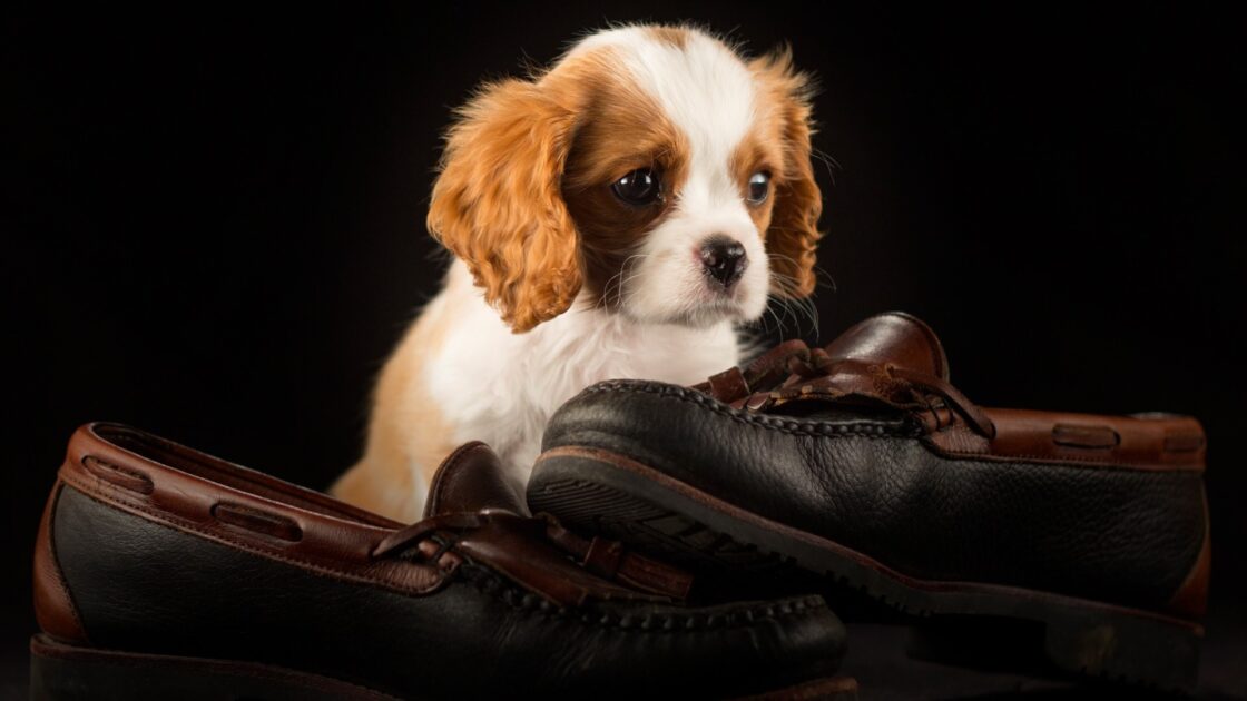 wallpaper et fond écran chiot puppy chien dog race mignon cute chaussures shoes animals animaux beau beautiful picture image photo photographie photography