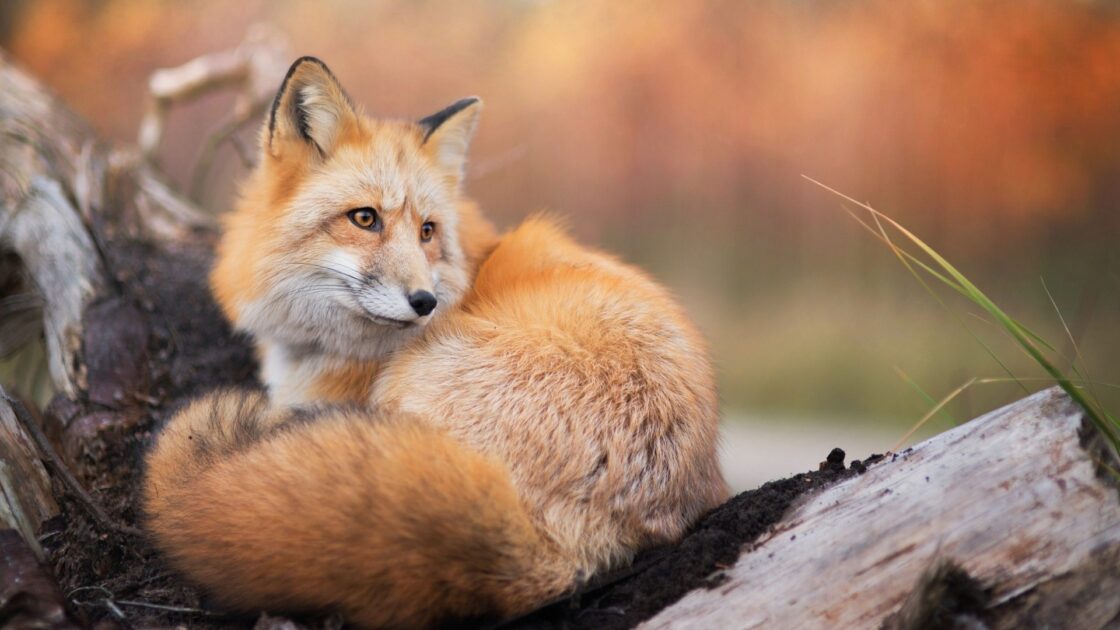 wallpaper et fond écran beau renard beautiful fox nature repos animals animaux foxes renard roux picture image photo photographie photography