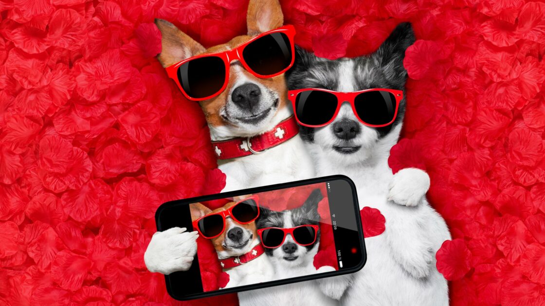 wallpaper et fond d'écran chiens selfie funny drôle humour humor jack russel dog fleurs florwers amusant téléphone phone animals animaux picture image photo photographie photography