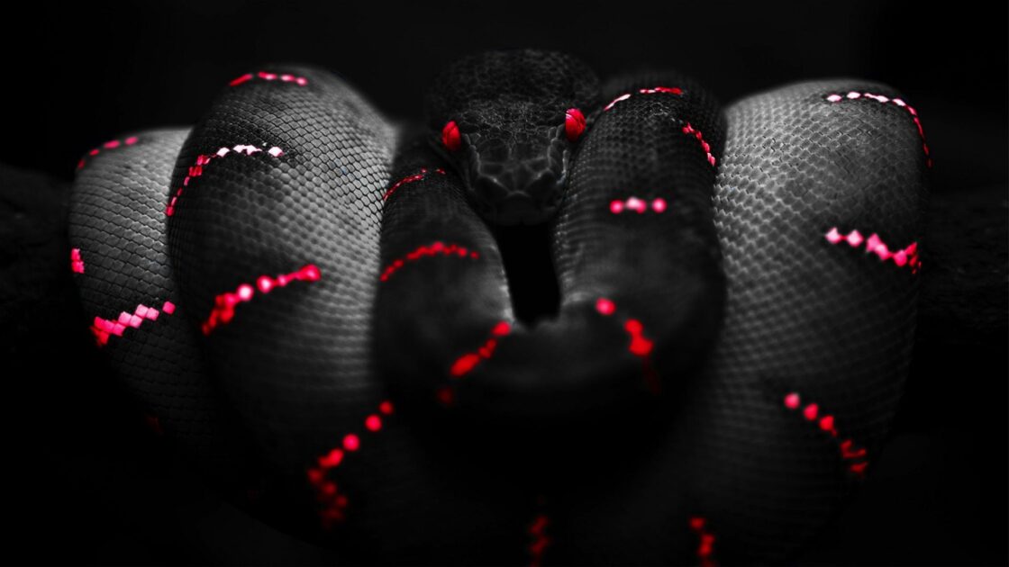 wallpaper et fond d'écran serpent beau nice snake reptile dangereux dangerous art graphique digital art graphic animals animaux portrait picture image photo photographie photography