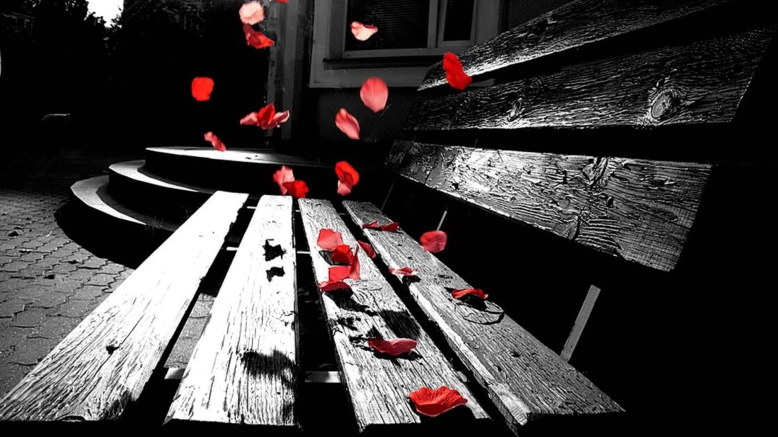 wallpaper et fond écran banc romantique romantic bench pétales roses fleurs flowers amour love beau beautiful noir et blanc black and white picture photo photographie photography