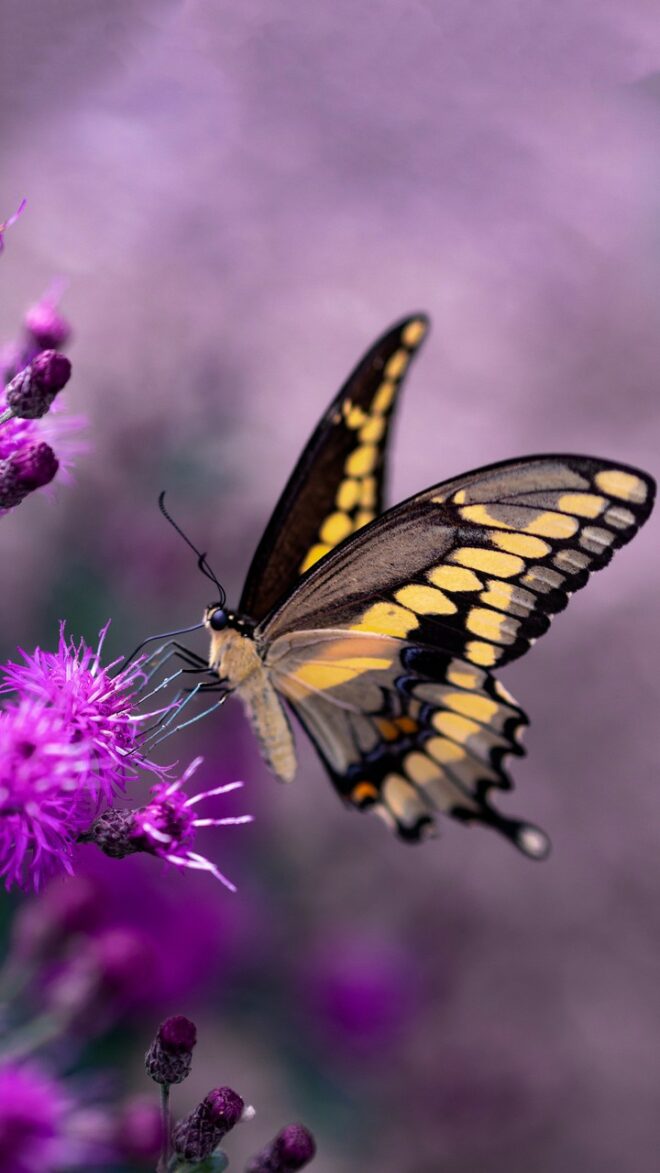 wallpaper et fond écran papillons fleurs butterflies flowers nature macro insecte animals animaux butiner instect beau beautiful butterfly picture photo photographie photography fleuri