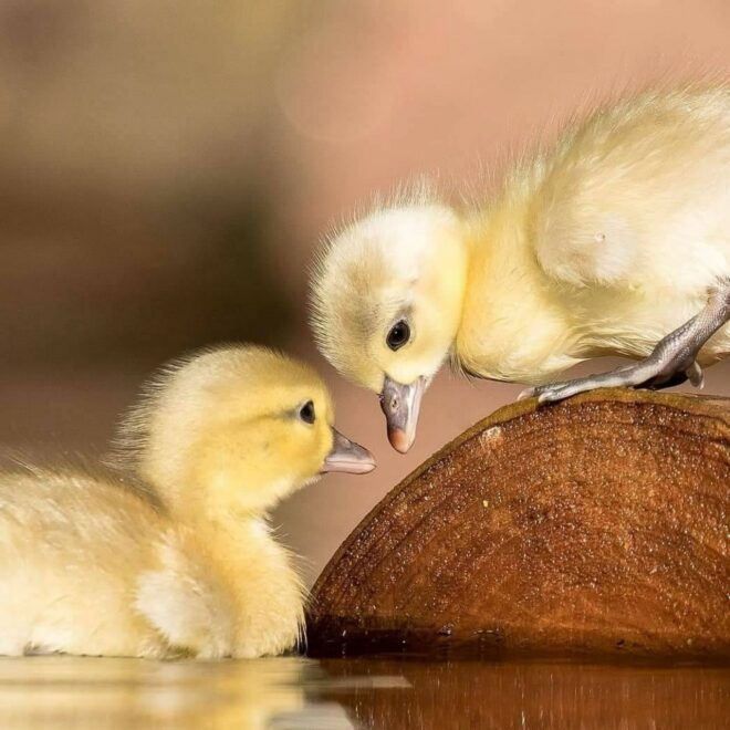 wallpaper et fond écran little ducks petits canards oiseaux birds mignon cute beau beautiful jaune animals animaux picture photo photographie photography nature