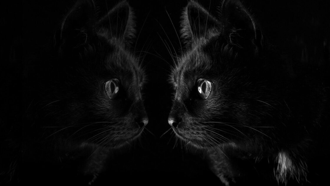 wallpaper et fond d'écran chat noir reflet black cat kitten chaton reflexion miroir miror félin feline animals animaux beau beautiful picture photo photographie photography