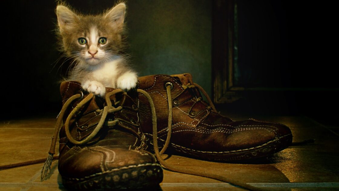 wallpaper et fond d'écran Chaton chaussures kitten shoes chat cat kitty mignon cute beau beautiful animals animaux feline félin picture photo photographie photography