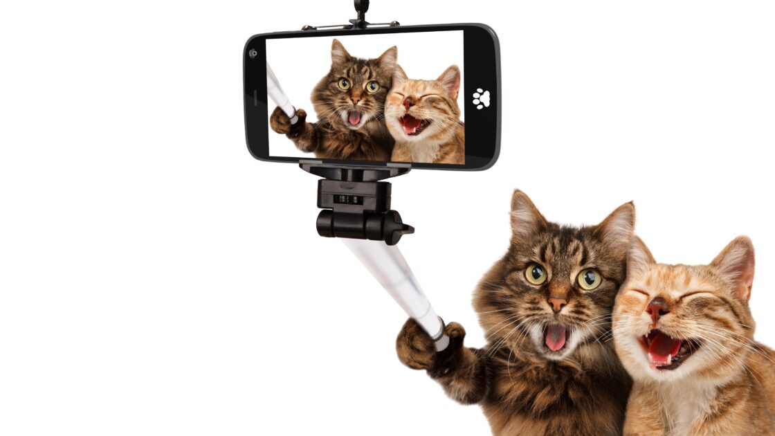 wallpaper et fond d'écran chats selfie Funny téléphone humour drôle amusant humor animals animaux image picture photo photographie photography