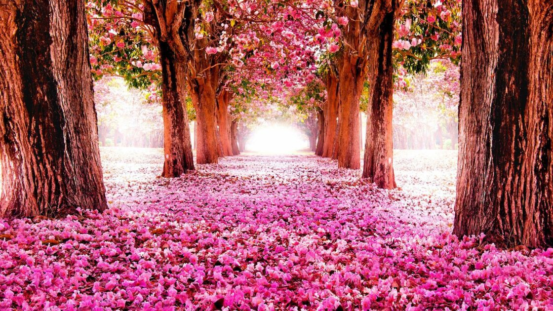 wallpaper et fond écran fleurs flowers sakura Japon jardin printemps spring nature paysage landscape fleuri cherry bloosom fleurs de cerisier beau beautiful picture photo photography photographie