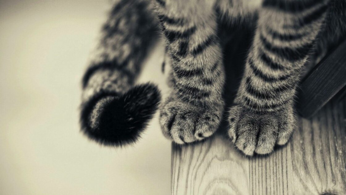 wallpaper et fond écran pattes de chat cat paws félin feline animals animaux domestique animal de compagnie mignon cute beau beautiful picture photo photographie photography