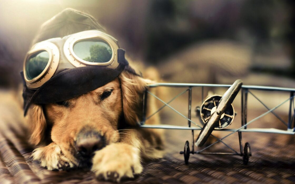 wallpaper et fond écran chien dog aviateur aviator beau beautiful lunettes drôle humour humor animals animaux funny picture photo photographie photography