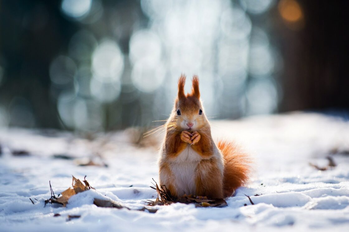 wallpaper et fond écran mignon écureuil cute squirrel nature hiver winter animals animaux beau beautiful picture photo photographie photography