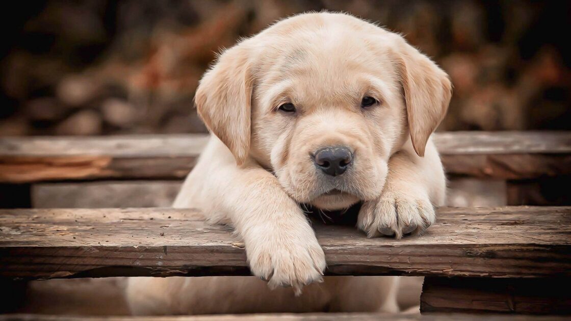 wallpaper et fond écran chiot labrador chien dog race mignon cute beau beautiful bébé animal domestique compagnie animals animaux portrait picture photo photographie photography