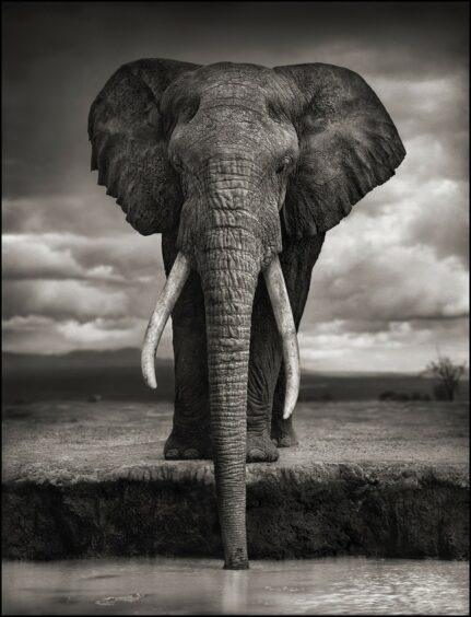 picture image photo photos animals animaux africain Afrique clichés noir et blanc monochrome magnifique black and white photographe célèbre célébrité Nick Brandt fauve lion éléphant beau beautiful oeuvre d'art félin feline photographie photography hommage coup de coeur