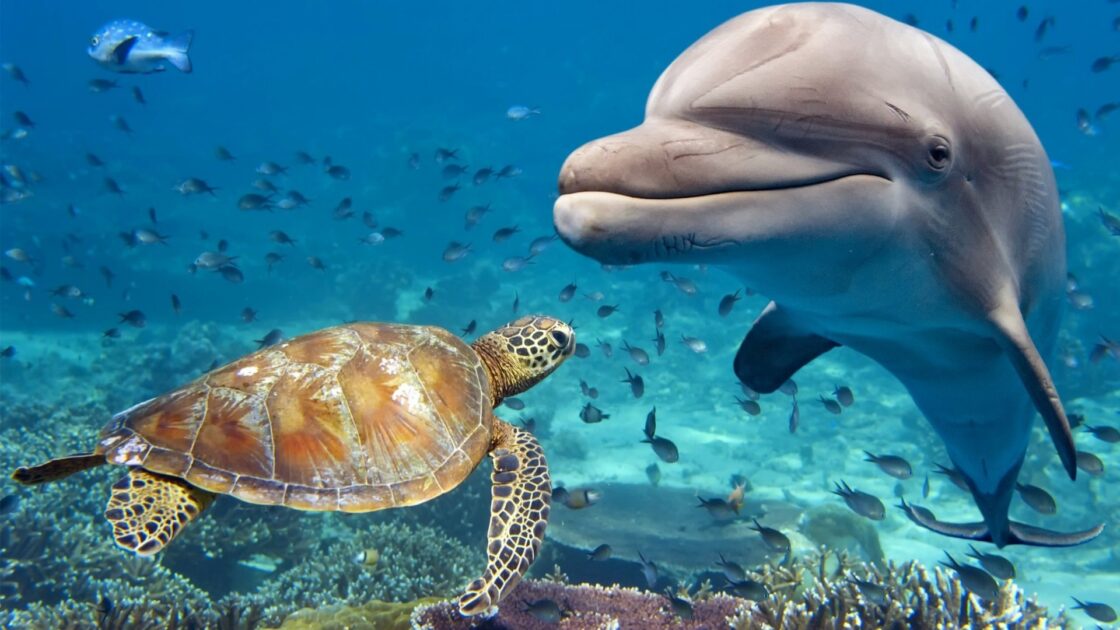 wallppaper et fond écran tortue de mer dauphin mignon cute nature aquatique mer sea eau water fond marin poissons animals animaux nager beau beautiful picture photo photographie photography