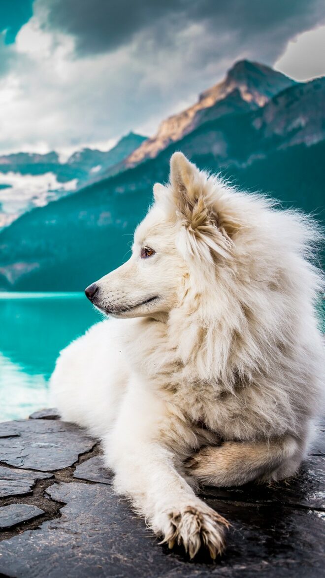 wallpaper et fond écran beau chien beautiful dog samoyède samoyed race paysage landscape Canada nature magnifique husky blanc animals animaux picture lac photo photographie photography