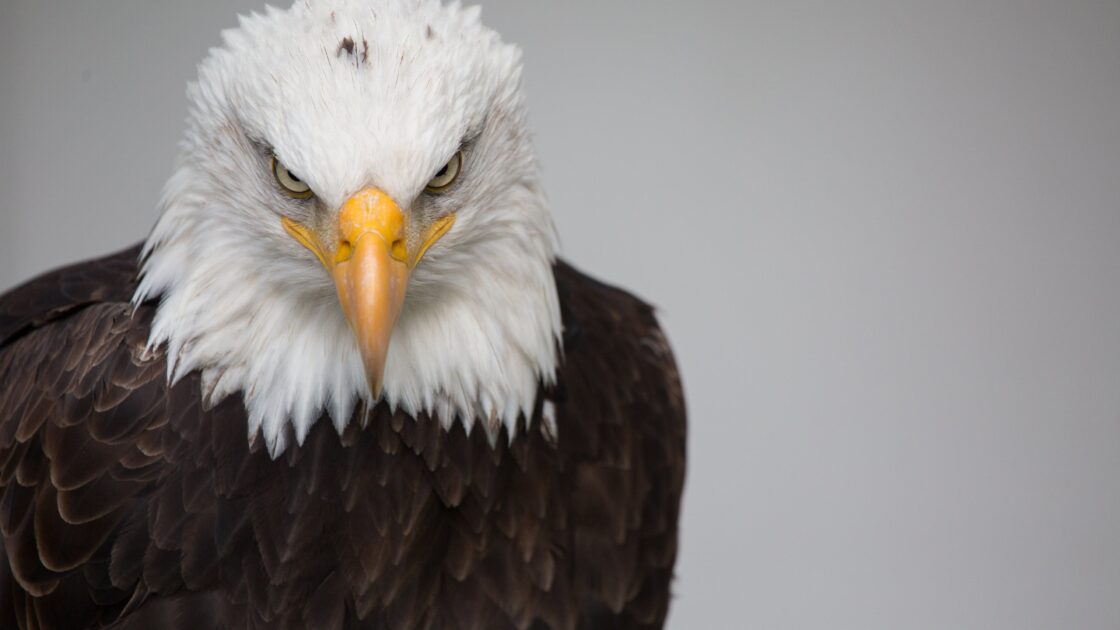 wallpaper et fond écran aigle eagle bird oiseau Pygargue symbole emblème Amérique America animals animaux portrait hommage note histoire history Etats-Unis USA beau beautiful rapace photo picture photography photographie