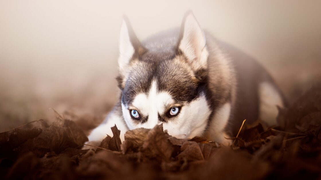 wallpaper et fond écran chien dog chiot puppy husky race nature neige canada hiver beau beautiful animals animaux magnifique yeux eyes portrait picture photo photographie photography