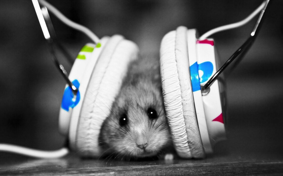wallpaper et fond écran hamster cochon d'inde humour humor musique music casque animals animaux rongeur drôle amusant mignon cute beau beautiful picture photo photographie photography