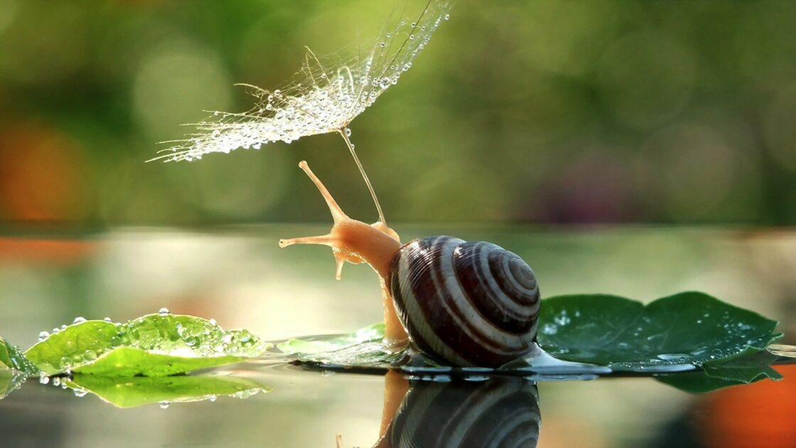 wallpaper et fond d'écran escargot snail nature humour drôle funny humor pluie mignon cute animals animaux beau beautiful picture image photo photographie photography