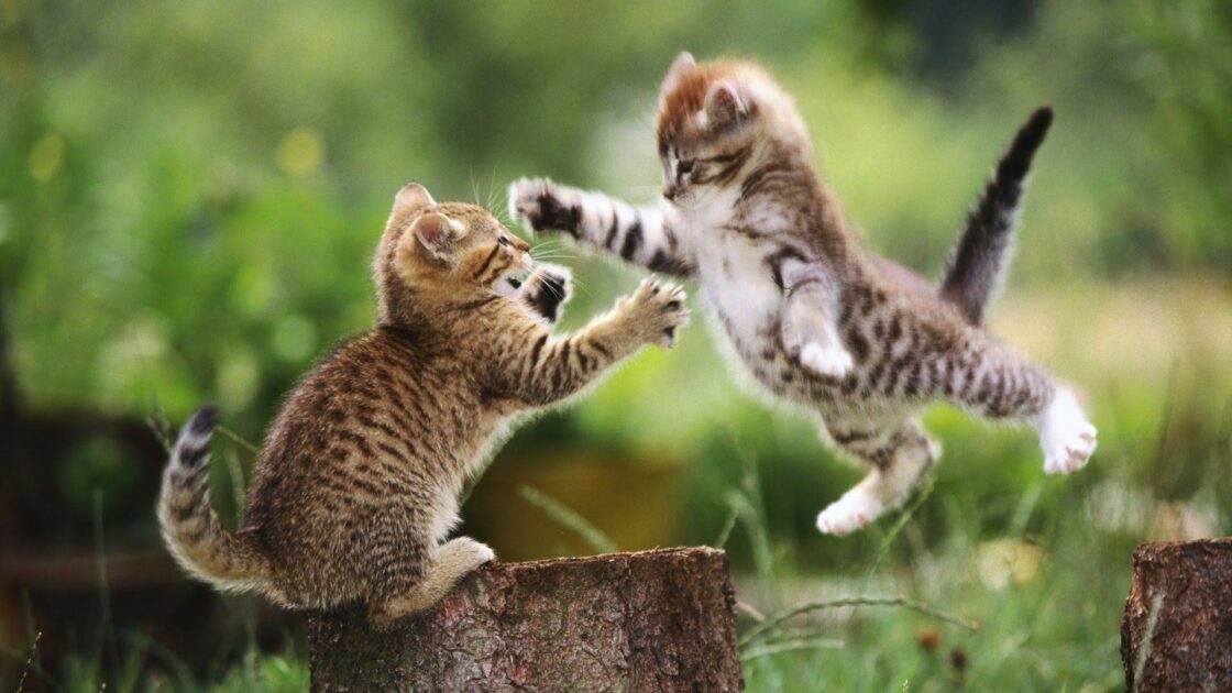 wallpaper et fond écran chatons espiègles joueurs kittens playful kitties mignon cute nature chat cat beau beautiful animals animaux sauter feline picture photo photographie photography
