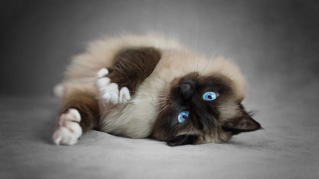 wallpaper et fond écran chat cat sacré de Birmanie race chaton kitty kitten mignon cute beau beautiful yeux eyes félin feline animals animaux animal de compagnie picture photo photographie photography