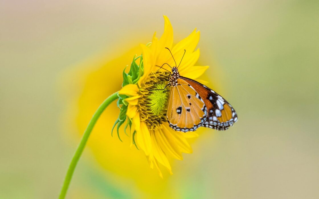 wallpaper et fond écran papillon fleur butterfly flower macro nature fleuri insecte beau beautiful magnifique douceur picture image photo photographie photography