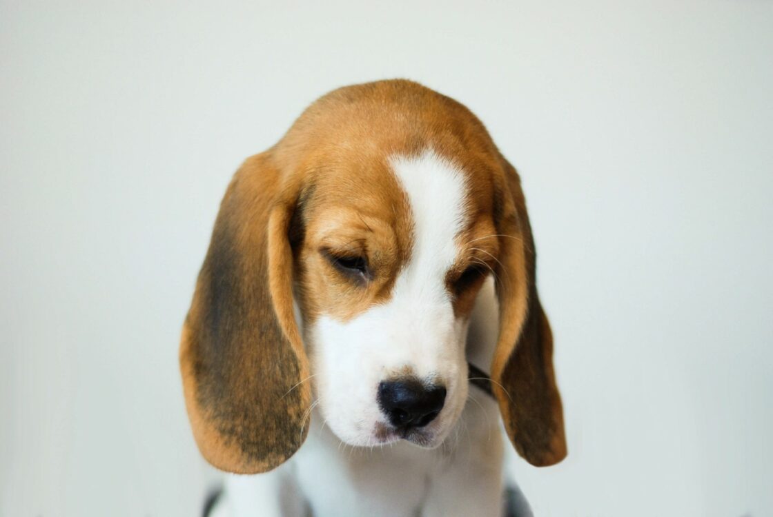 wallpaper et fond écran chien dog puppy chiot Beagle race mignon cute beau beautiful portrait animals animaux animal de compagnie picture photo photographie photography