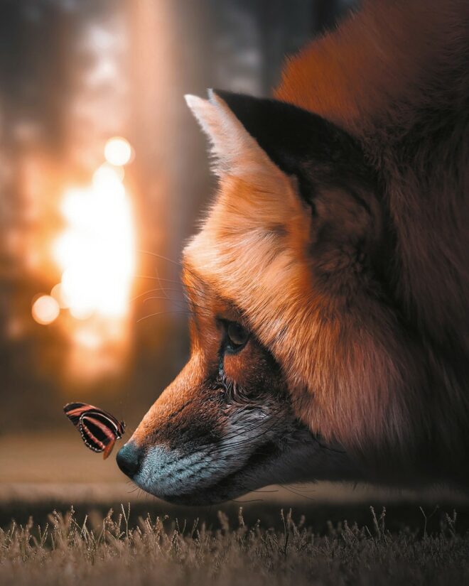 wallpaper et fond écran renard fox papillon butterfly fantastique fantaisie fantasy mignon cute beau beautiful animals animaux insecte féerie fairy tendresse picture image photo photographie photography