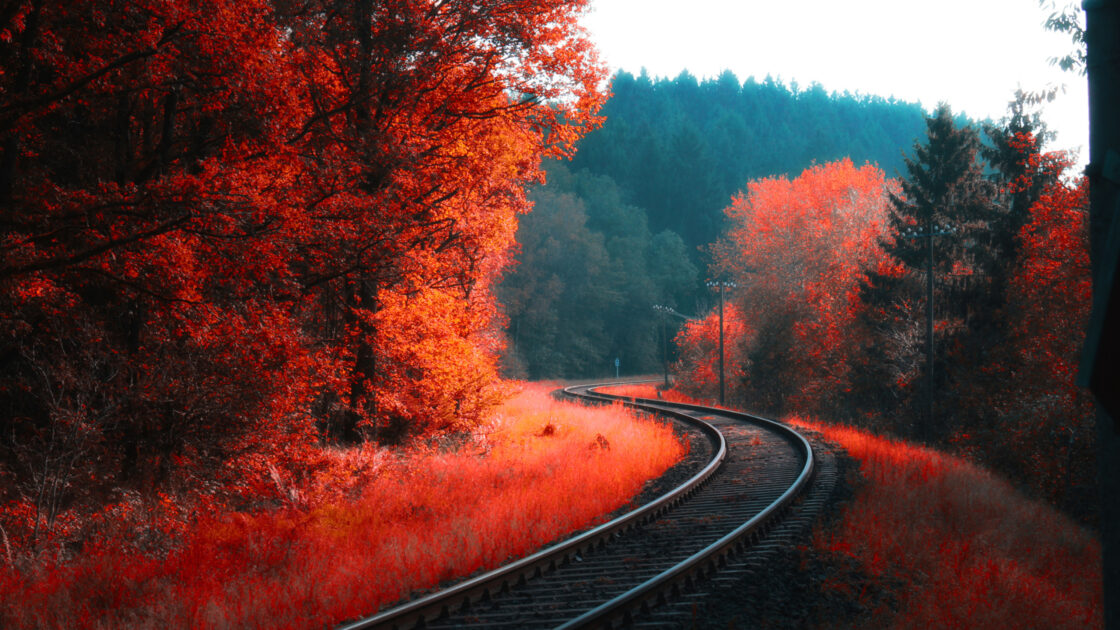 wallpaper et fond écran automne rouge autumn red nature paysage landscape arbre tree forêt forest saison magnifique couleurs colors wonderful beau beautiful feuilles drops picture photo photographie photography