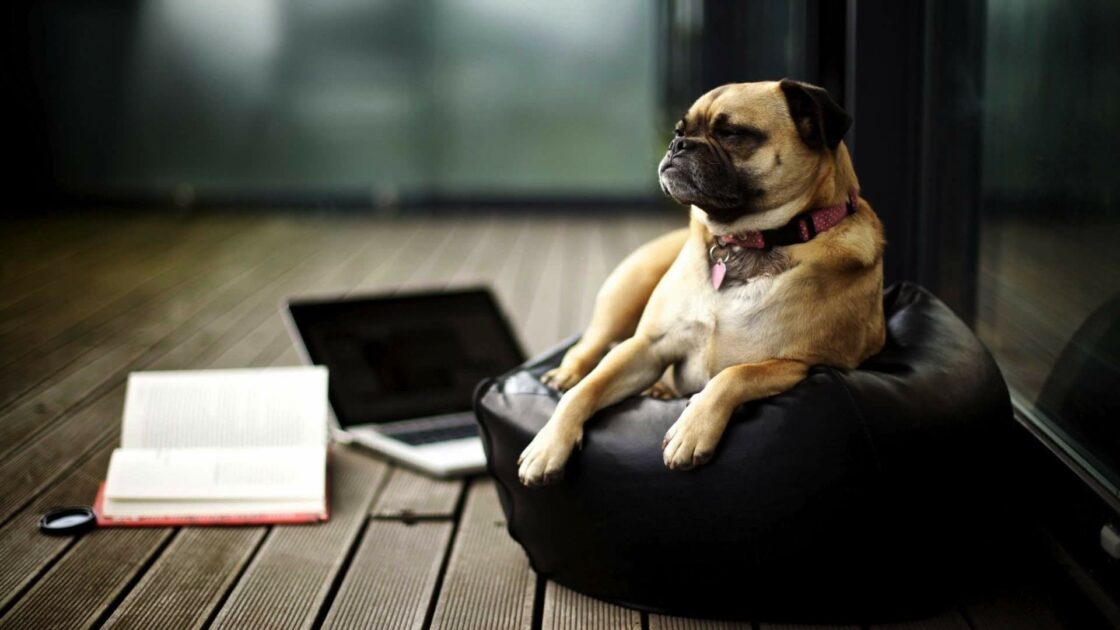 photo image picture chien dog puppy chiot relax bouldogue race animals animaux humour humor funny drôle amusant animal de compagnie photos photographie photography