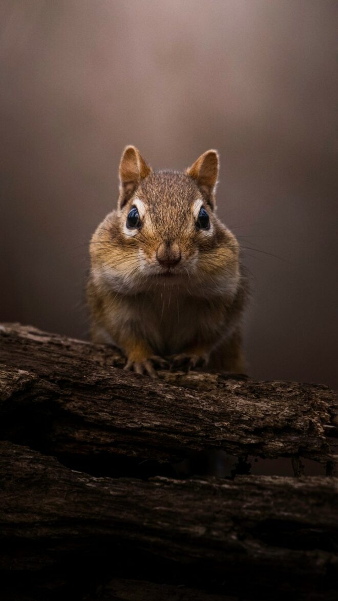 wallpaper et fond écran écureuil squirrel beau beautiful mignon cute animals animaux portrait picture photo photographie photography