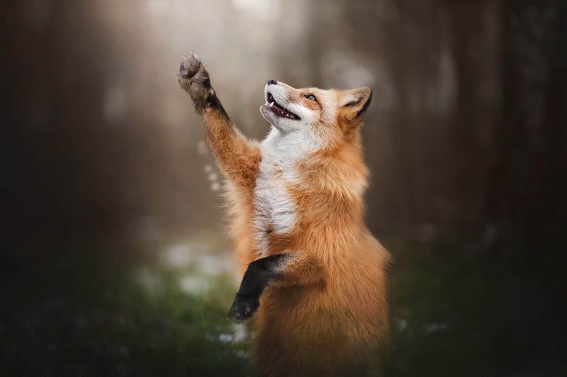 wallpaper et fond écran renard roux beau beautiful fox foxes sauvage portrait animals animaux picture photo photographie photography