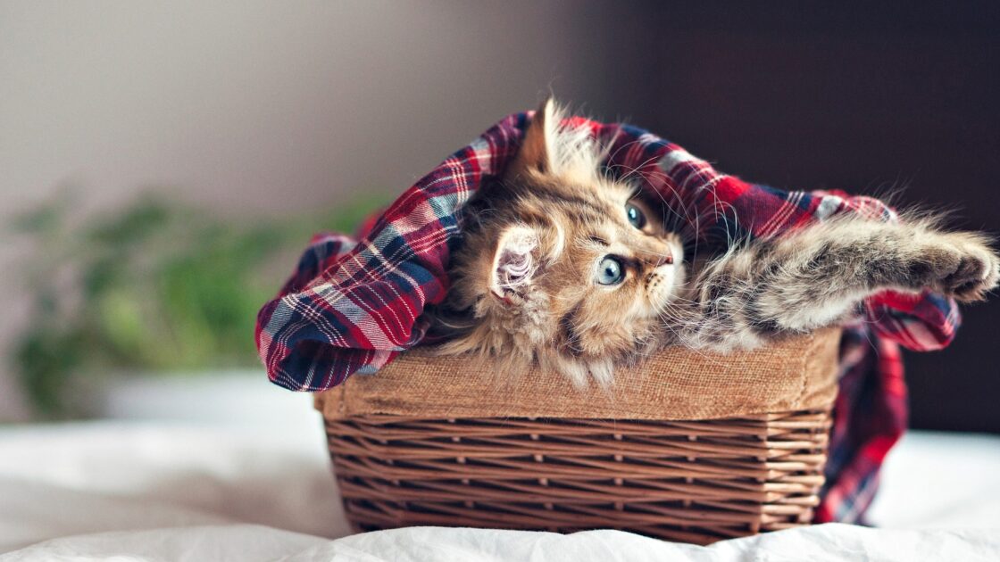 wallpaper et fond écran chaton kitten panier basket kitty chat cat mignon cute beau beautiful animals animaux animal de compagnie feline picture photo photographie photography