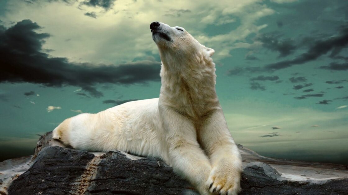 wallpaper et fond écran ours polaire bear polar ours blanc nature animals animaux beau beautiful sauvage dangereux nounours picture photo photographie photography